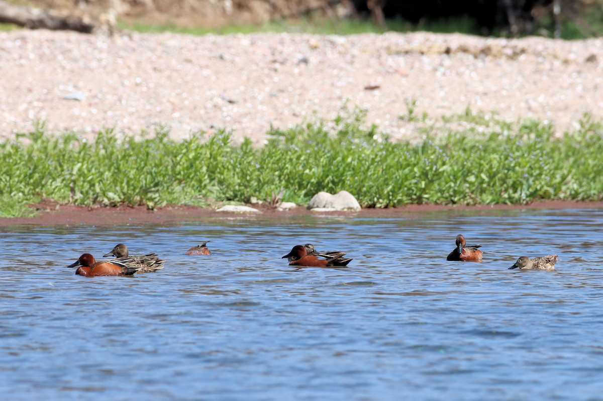 Cinnamon Teal - ML427525211