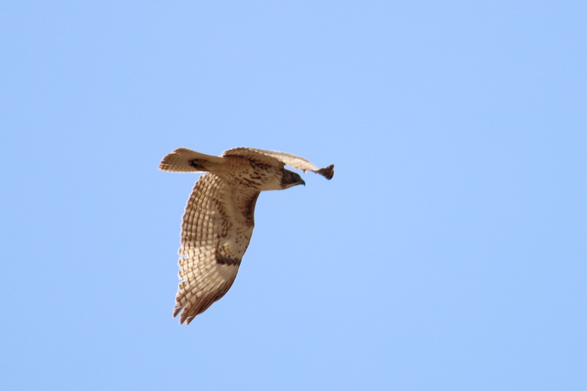 Red-tailed Hawk - Diana Spangler