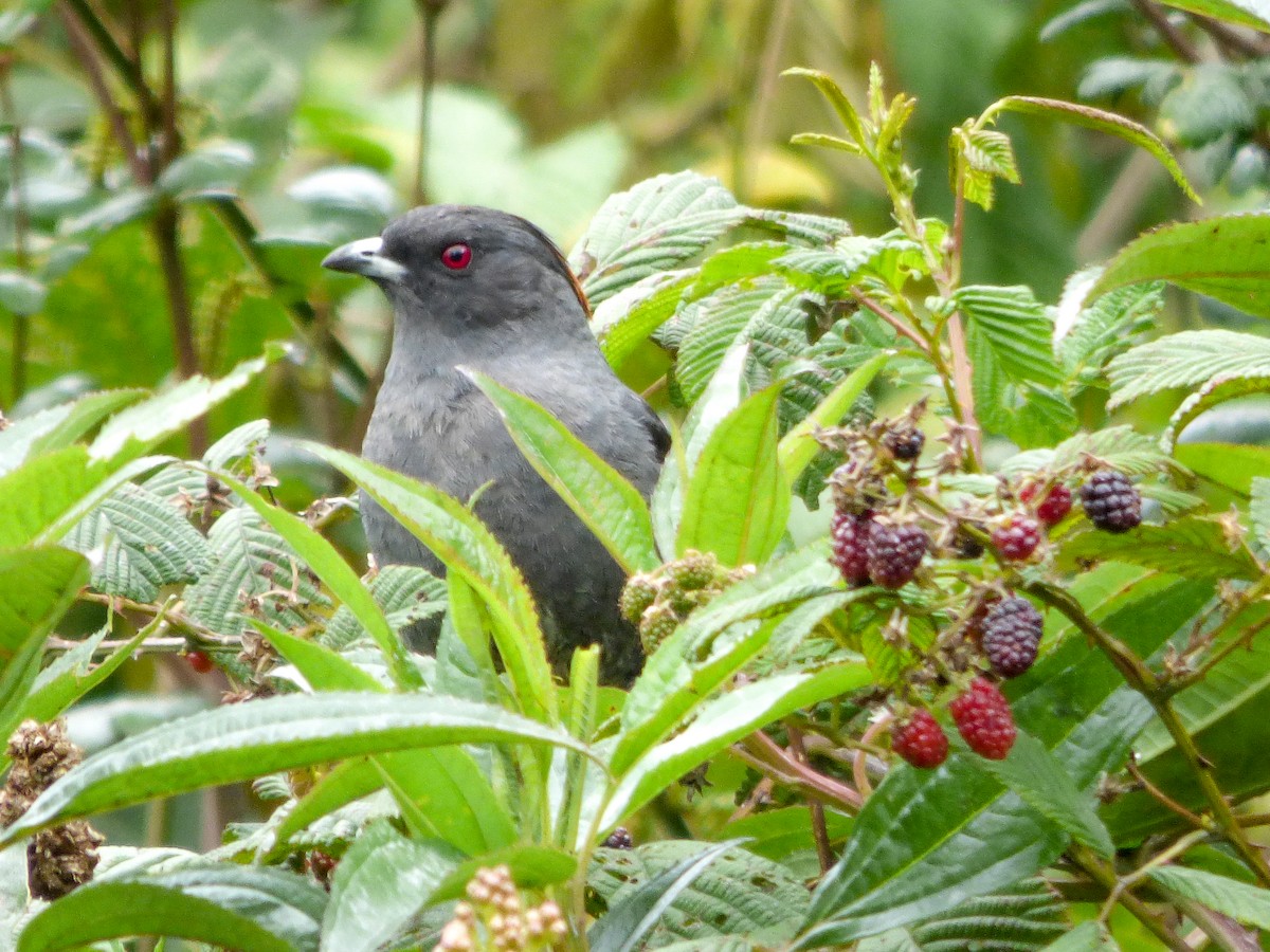 Cotinga à huppe rouge - ML427525621