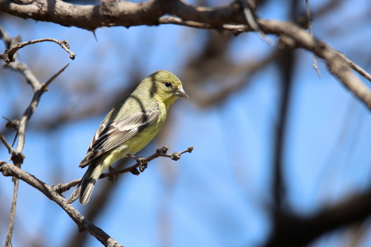 Lesser Goldfinch - ML427525721