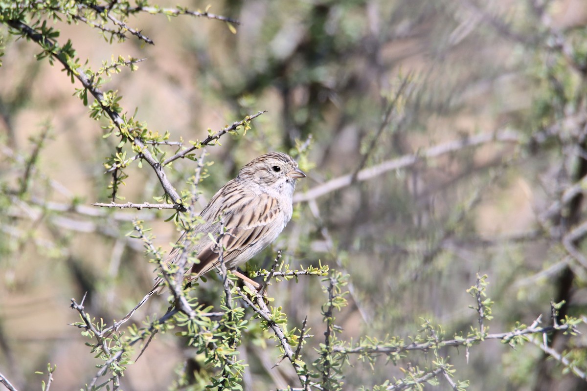 Brewer's Sparrow - Diana Spangler