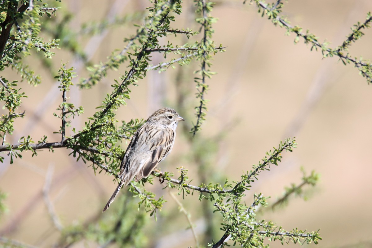 Brewer's Sparrow - ML427525981