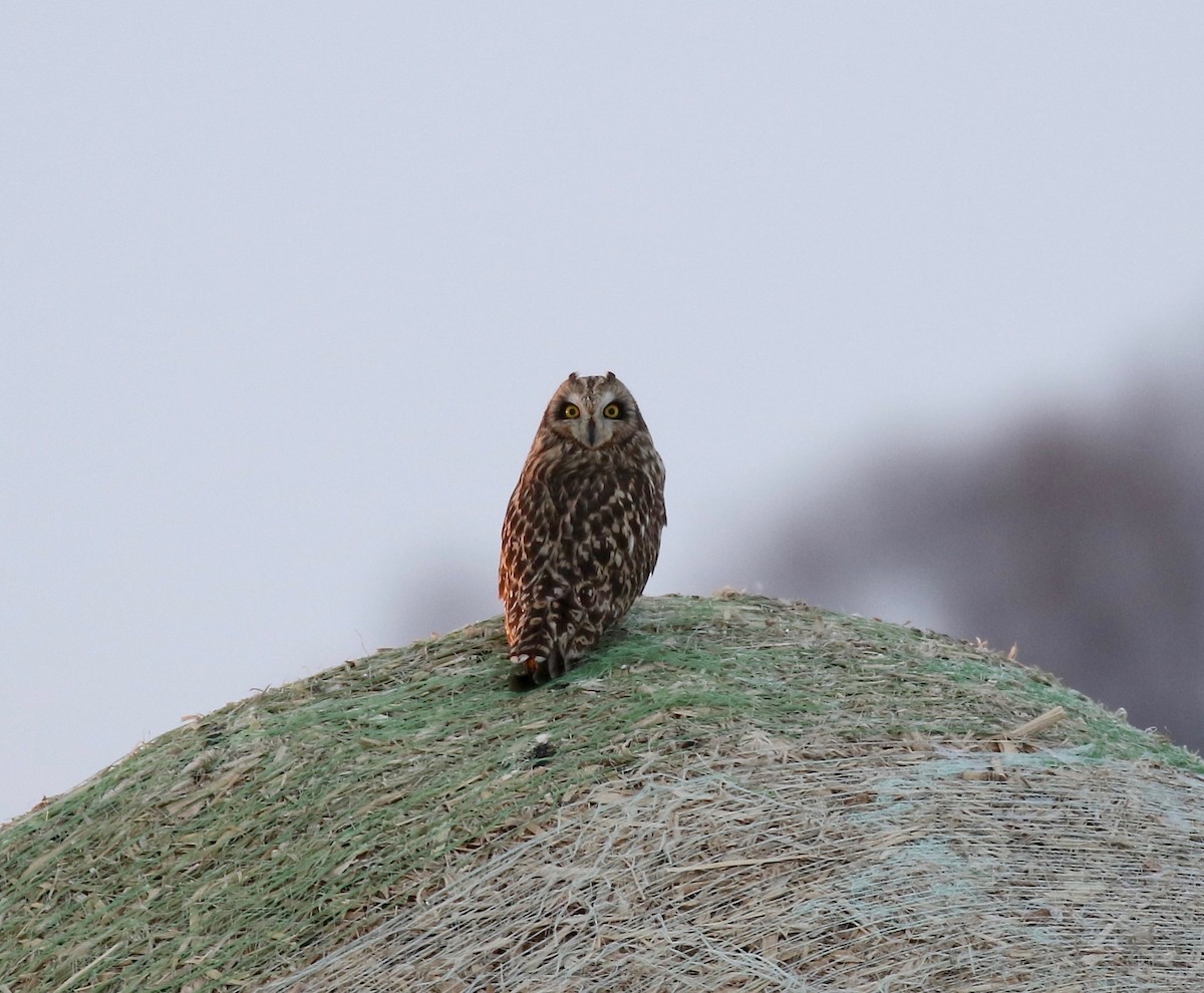 Short-eared Owl - Sandy Vorpahl
