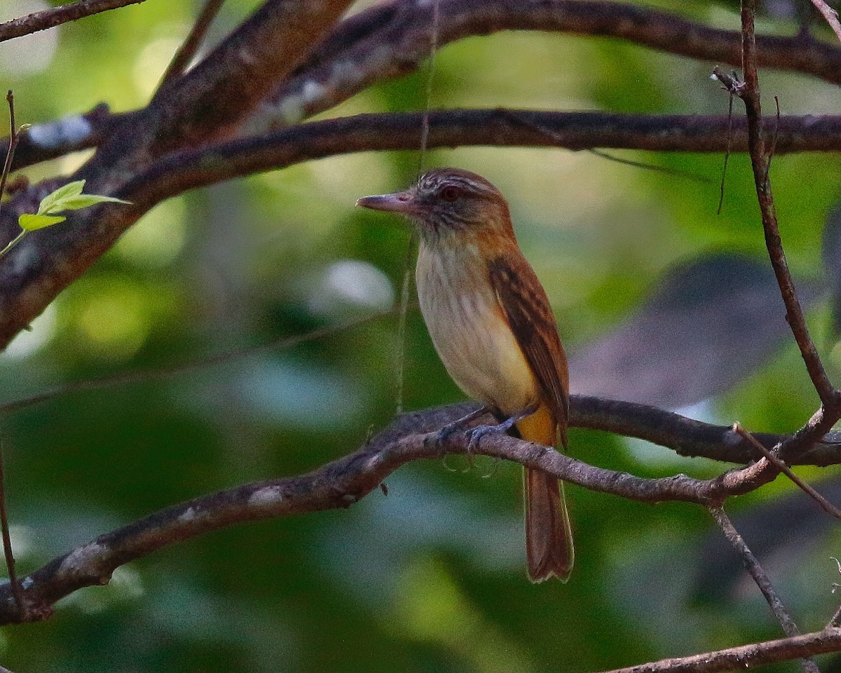 Bright-rumped Attila - Adrian  Alayola