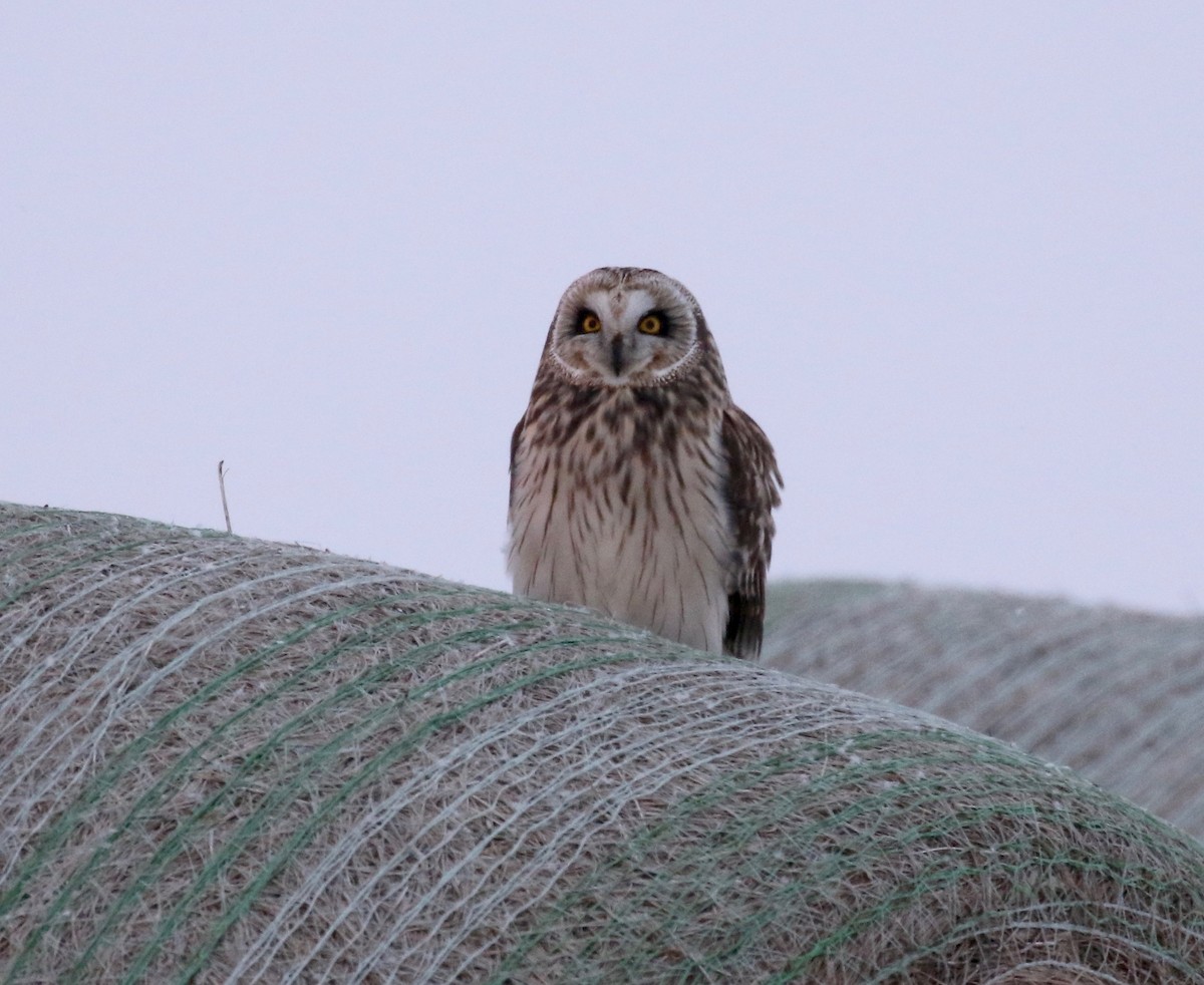 Short-eared Owl - Sandy Vorpahl