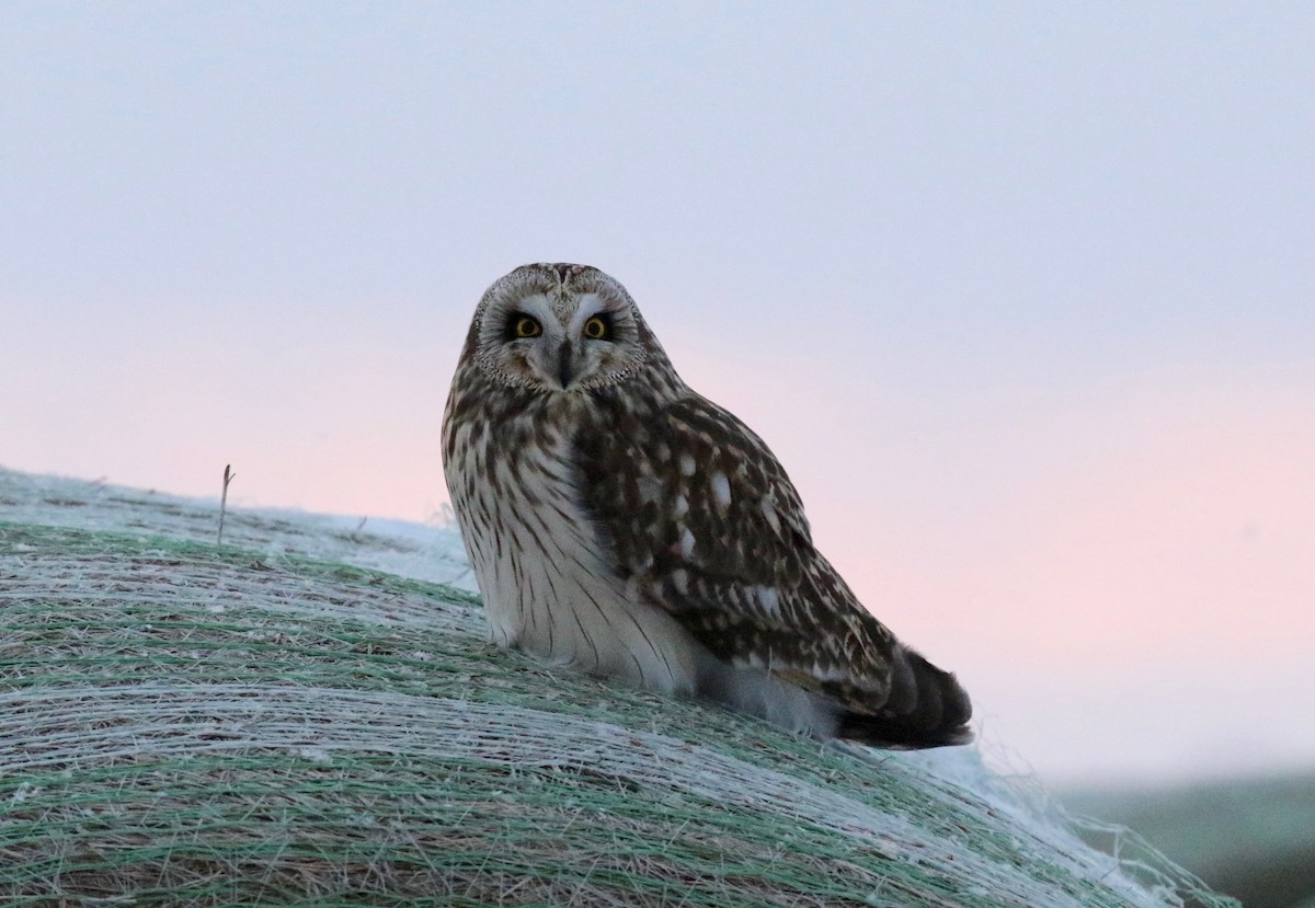 Short-eared Owl - Sandy Vorpahl