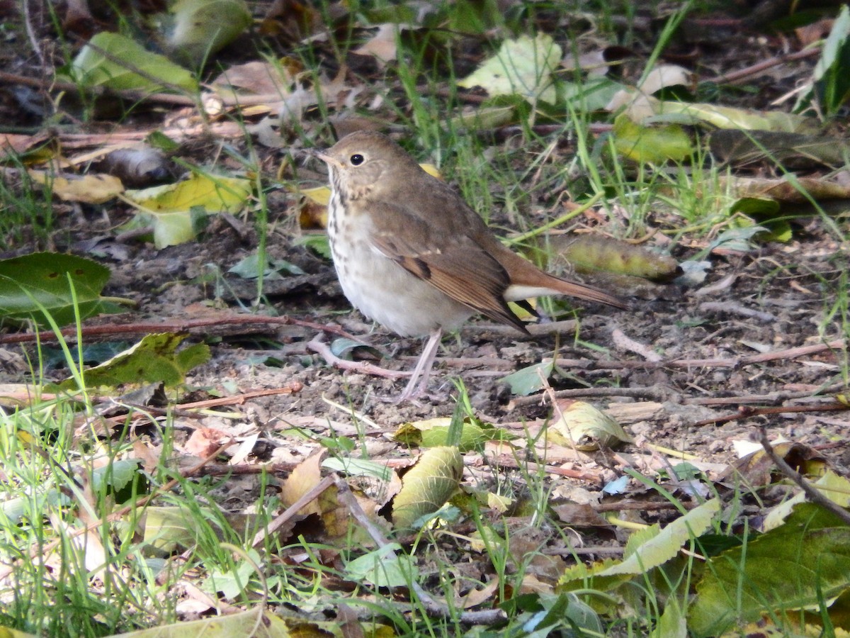 Hermit Thrush - ML42752651