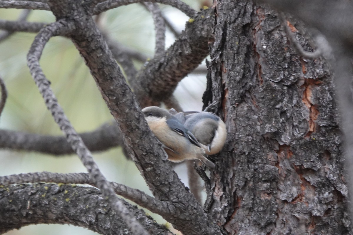 Pygmy Nuthatch - David Godfrey