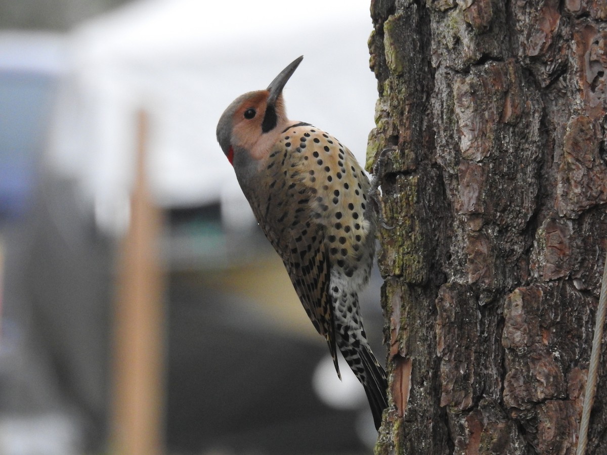 Northern Flicker (Yellow-shafted) - ML42753001