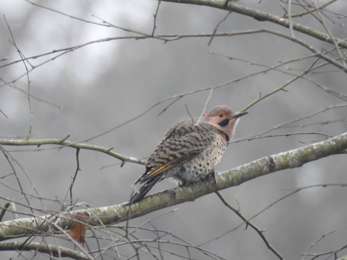 Northern Flicker (Yellow-shafted) - ML42753021