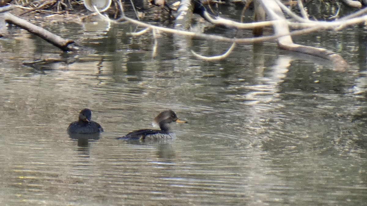 Hooded Merganser - ML427531101