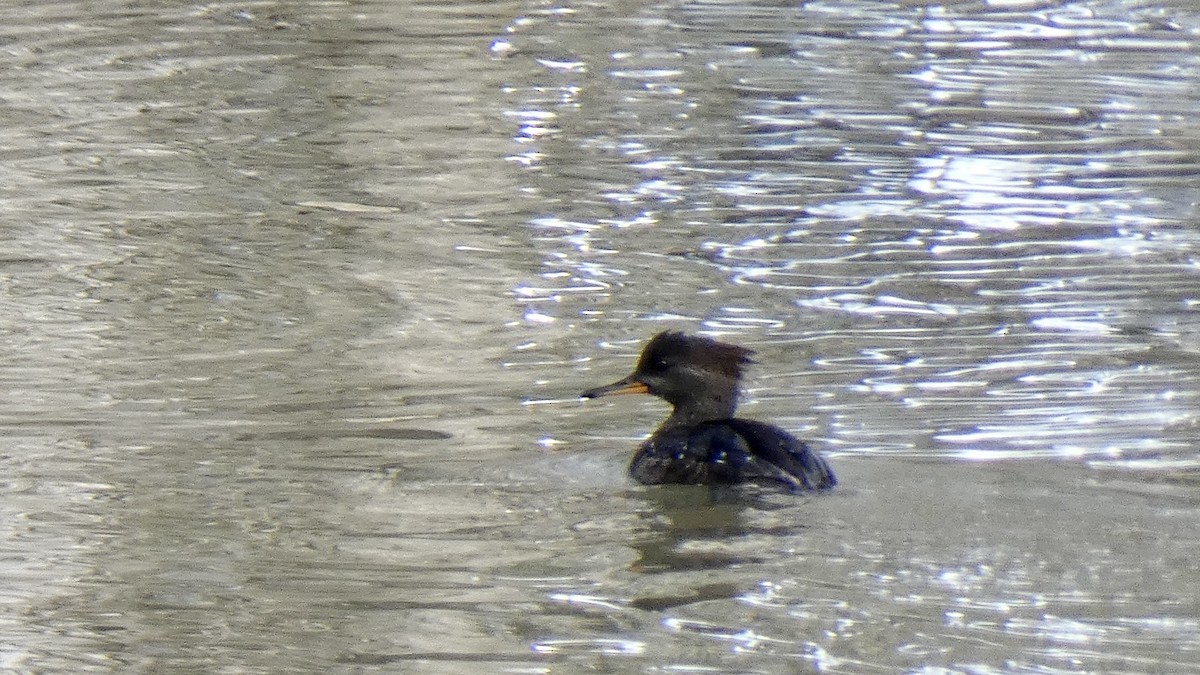 Hooded Merganser - ML427531111