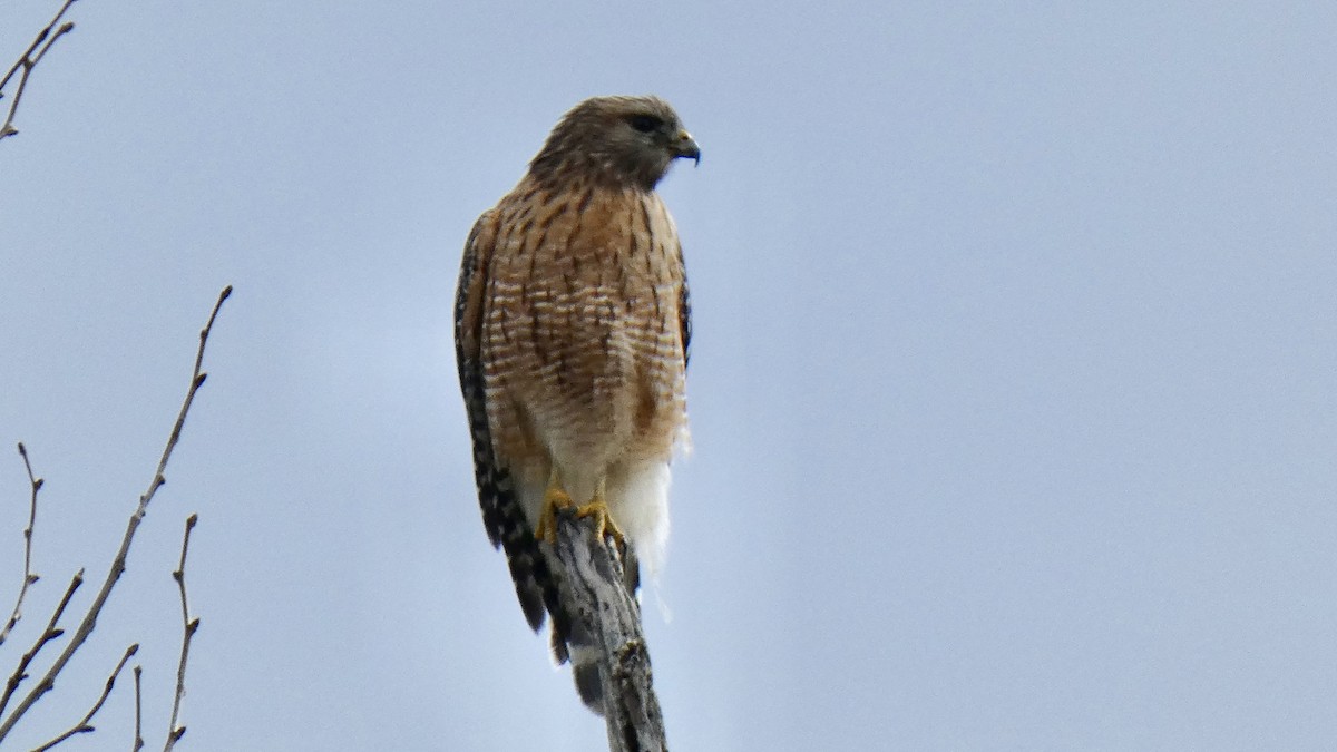 Red-shouldered Hawk - ML427531221