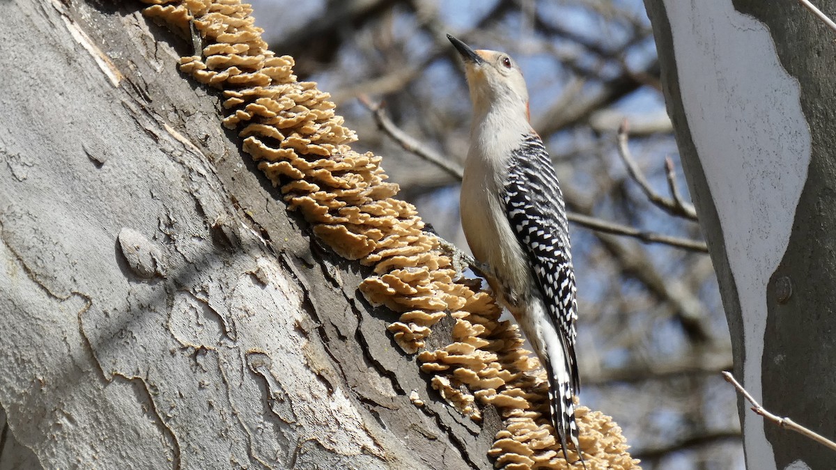 Red-bellied Woodpecker - ML427531411