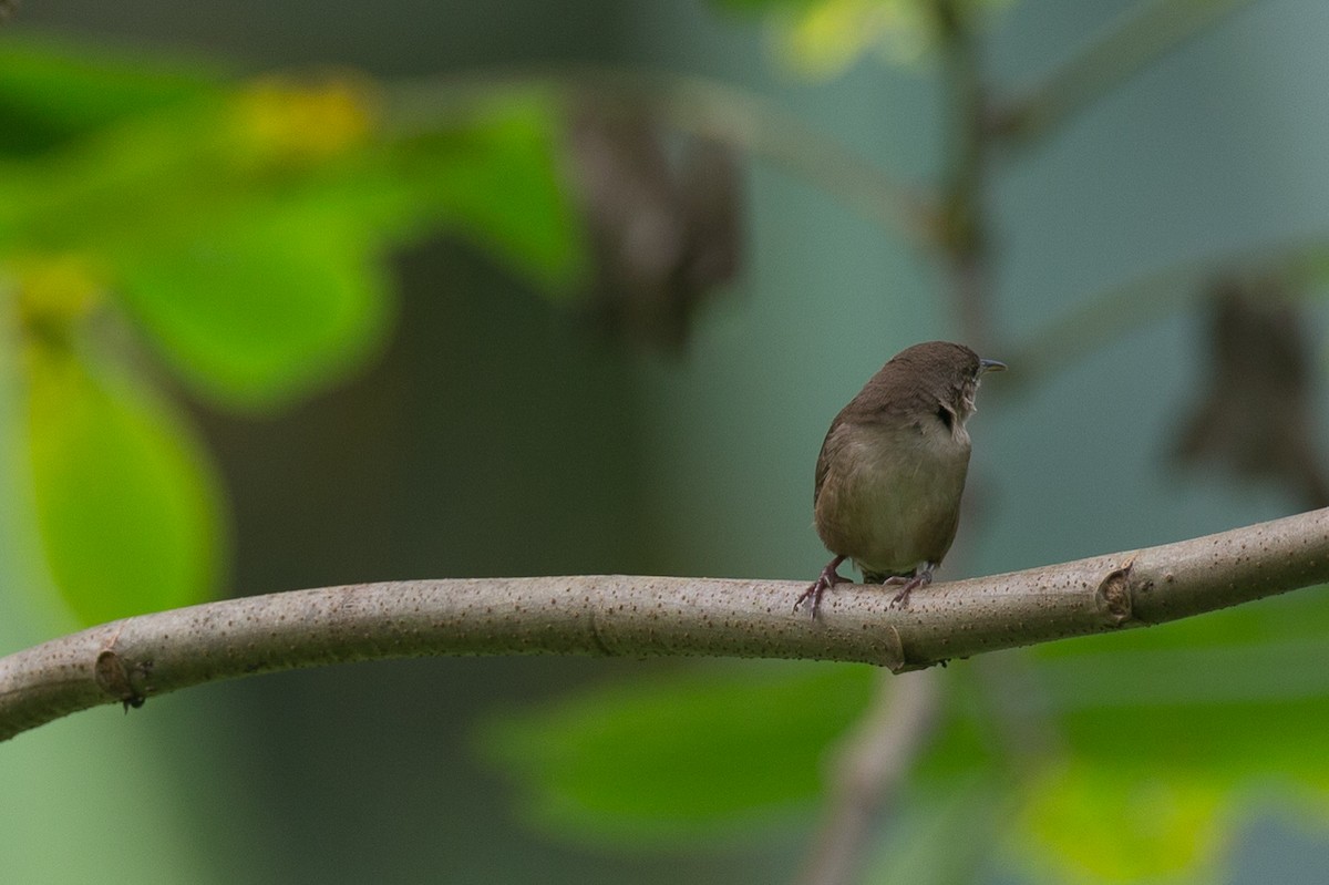 Troglodyte familier (groupe musculus) - ML42753151