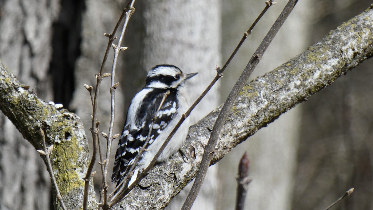 Downy Woodpecker - ML427531521