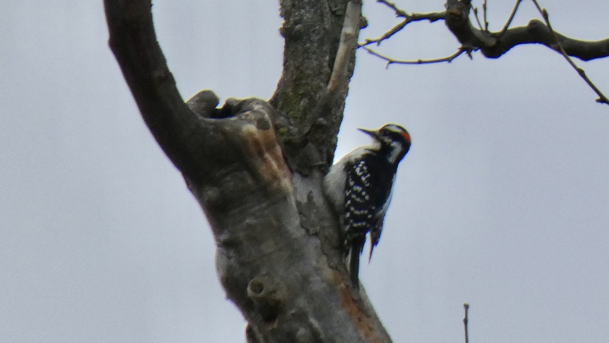 Hairy Woodpecker - ML427531701