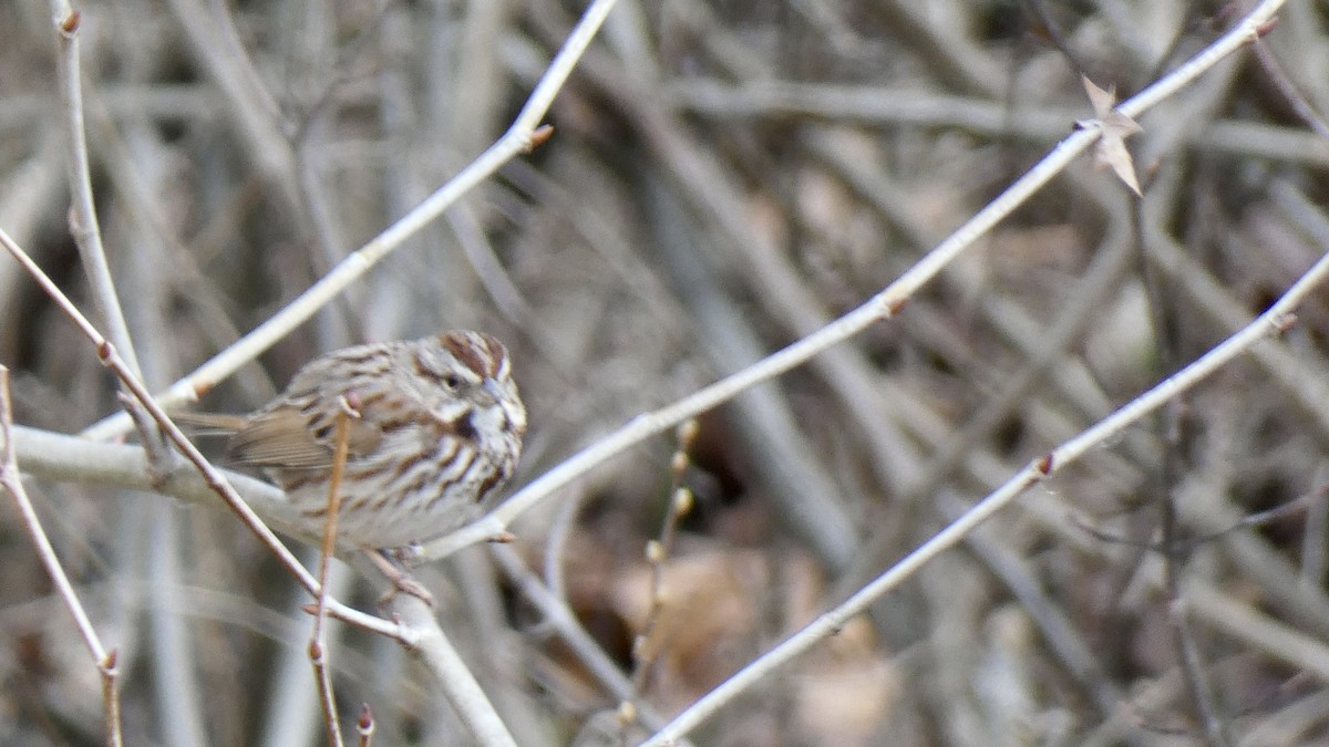 Song Sparrow - ML427531791