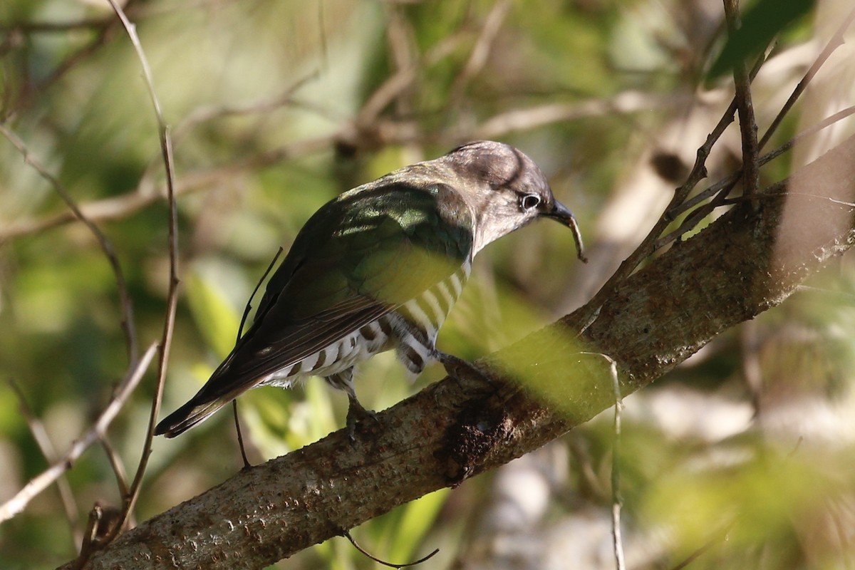 Little Bronze-Cuckoo - ML427531941