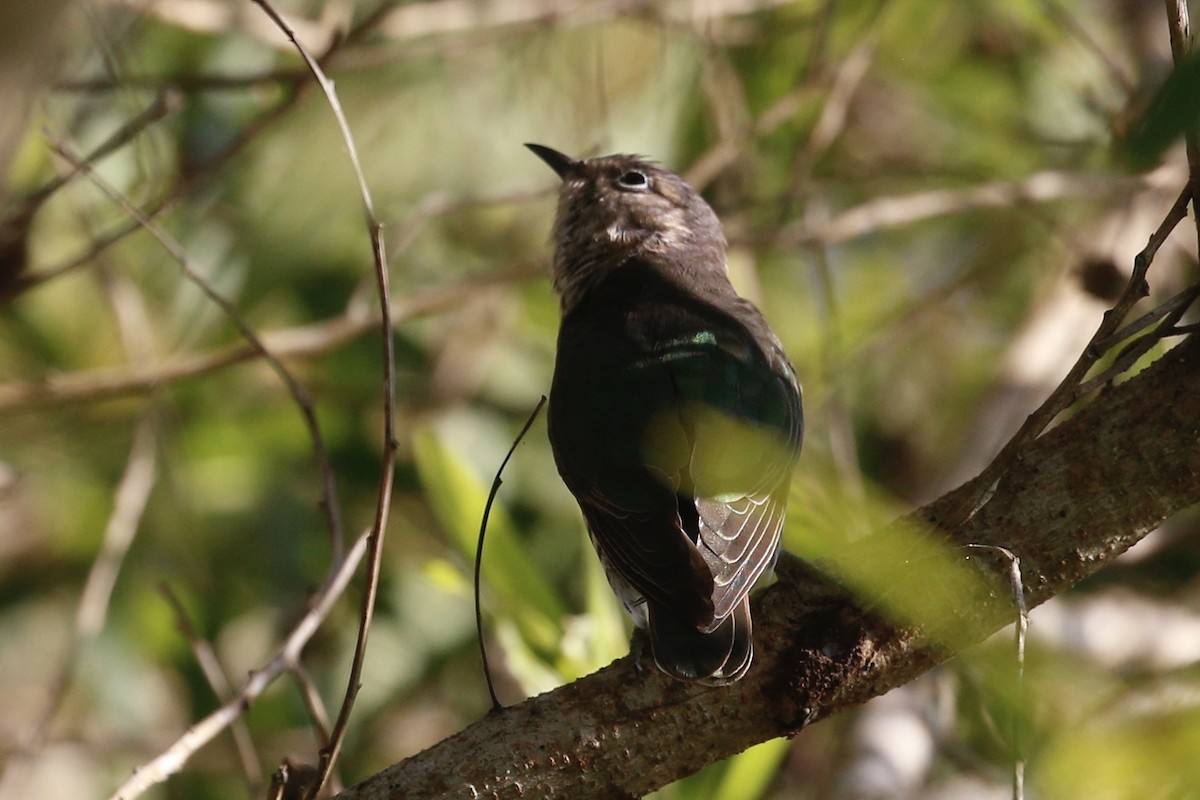 Little Bronze-Cuckoo - ML427531951