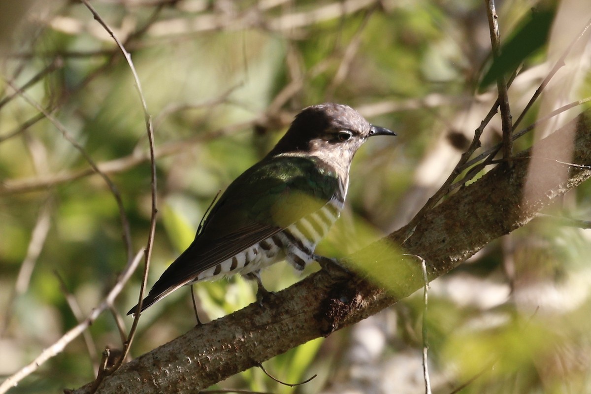 Little Bronze-Cuckoo - ML427531961
