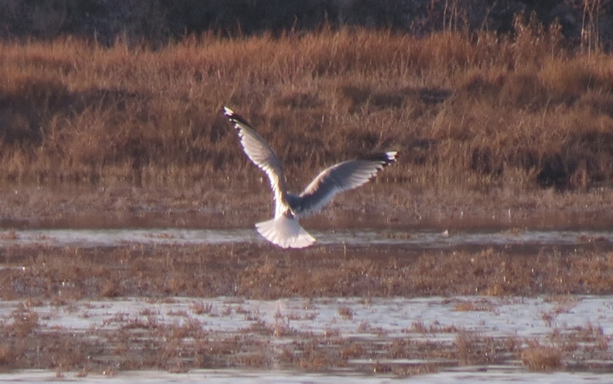 Short-billed Gull - ML427532331