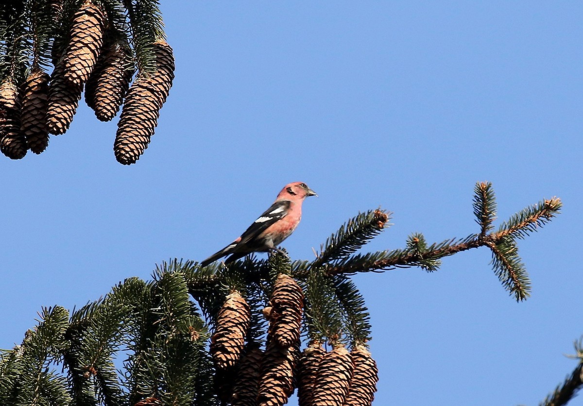 White-winged Crossbill - ML427533221