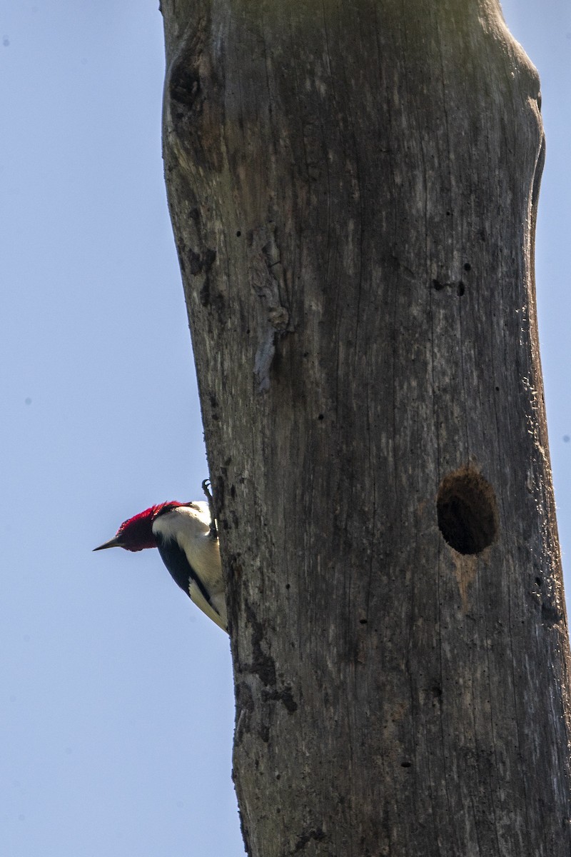 Red-headed Woodpecker - Ethan Ellis