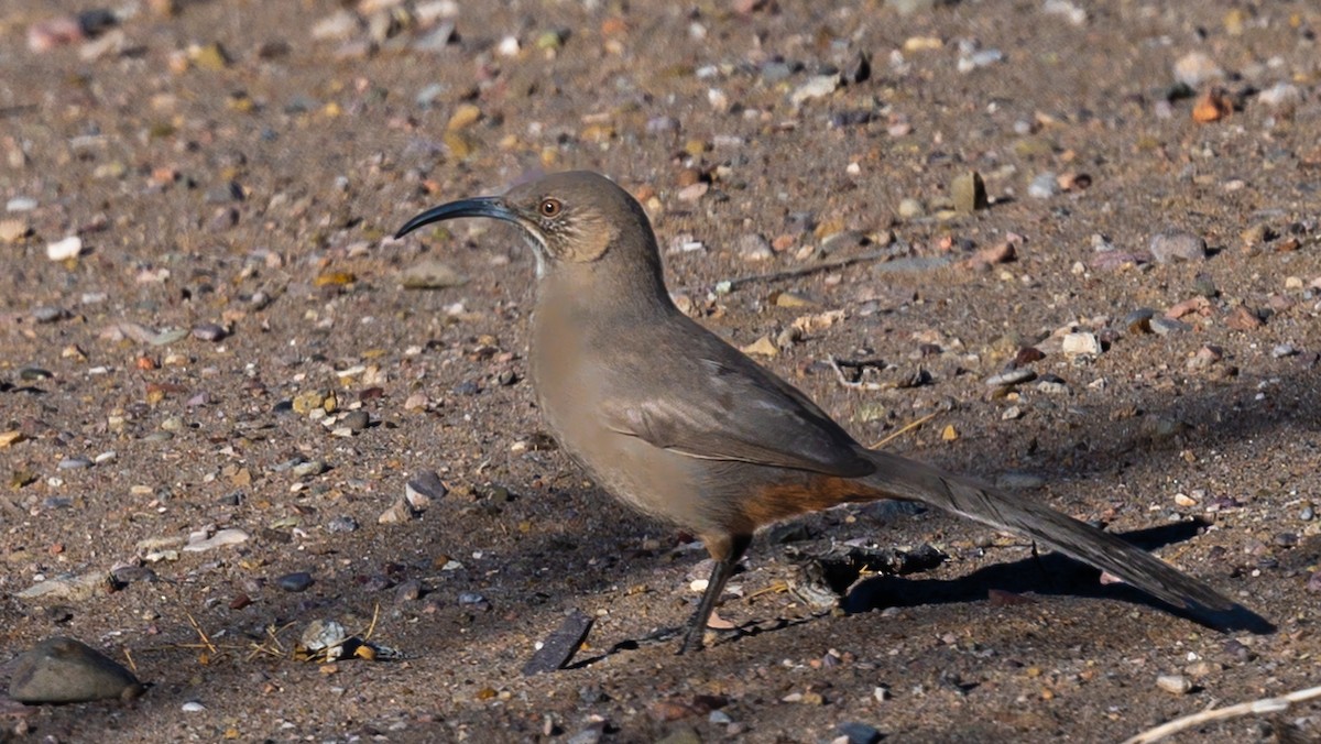 Crissal Thrasher - ML427533531