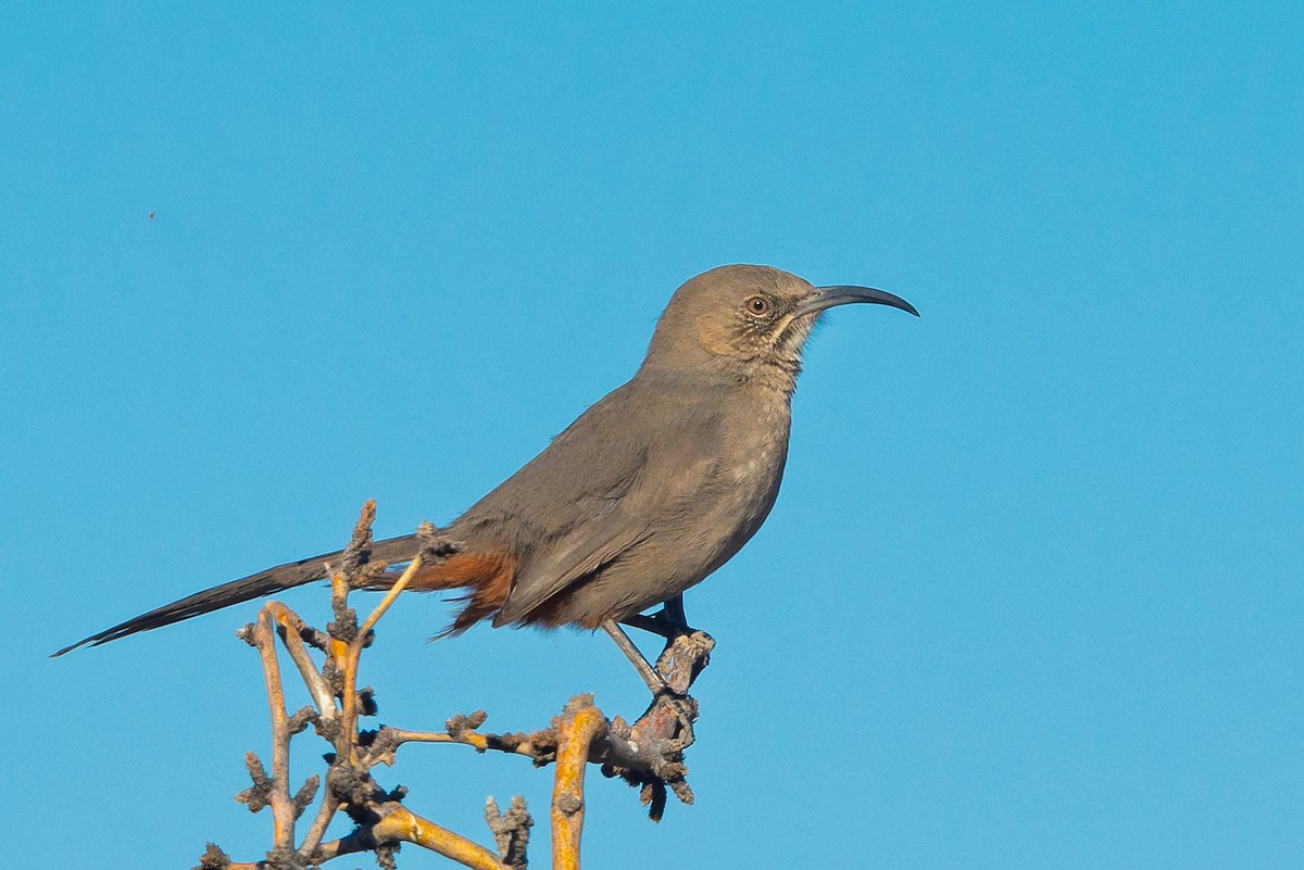 Crissal Thrasher - Jim Merritt