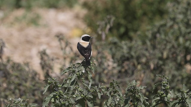 Eastern Black-eared Wheatear - ML427534511