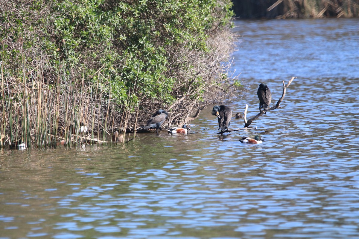 Double-crested Cormorant - ML427534851