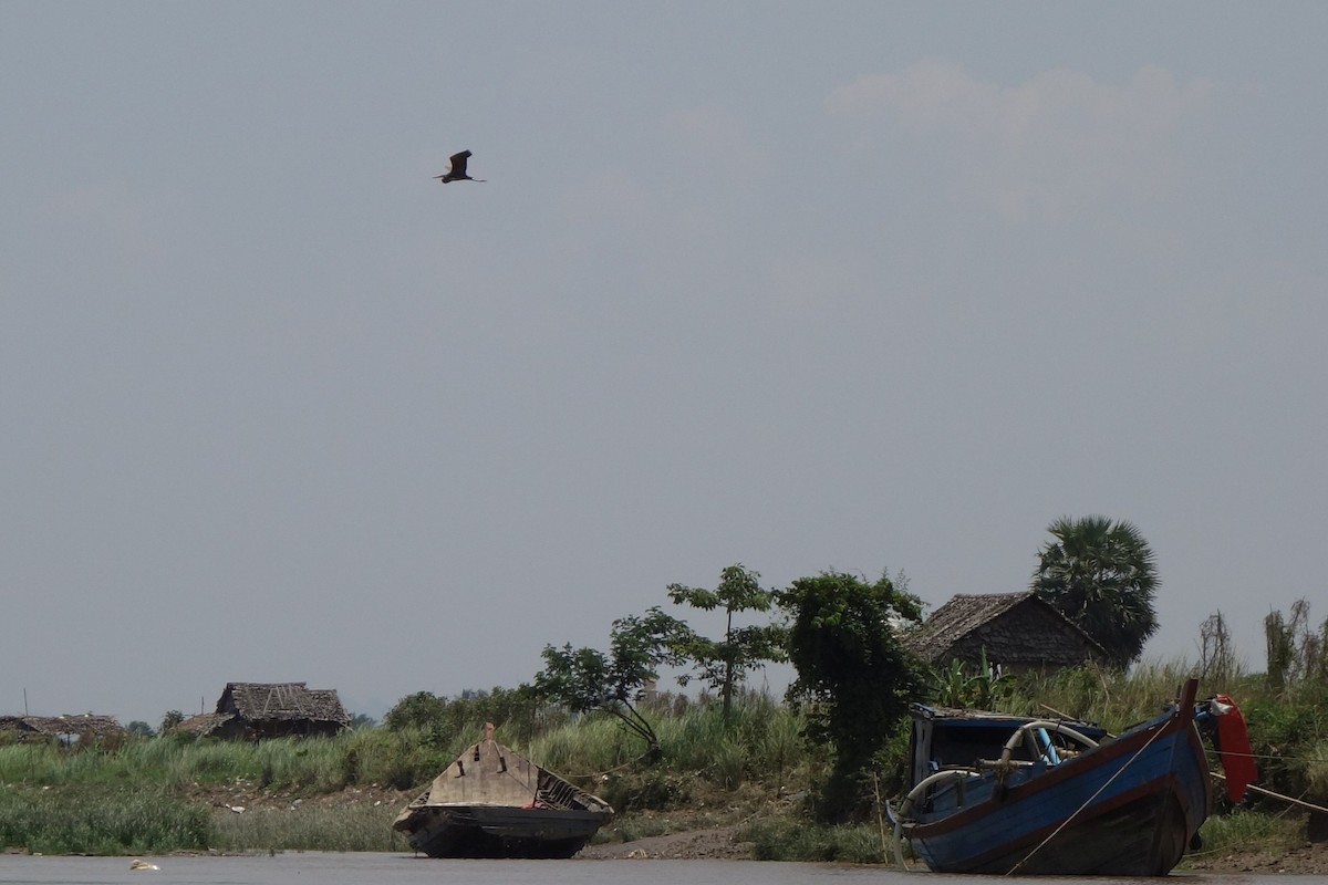 Purple Heron - ML427535571