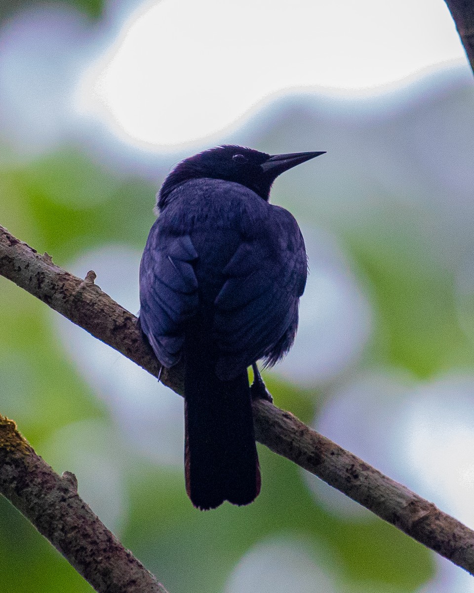 Jamaican Blackbird - Bill Scullion