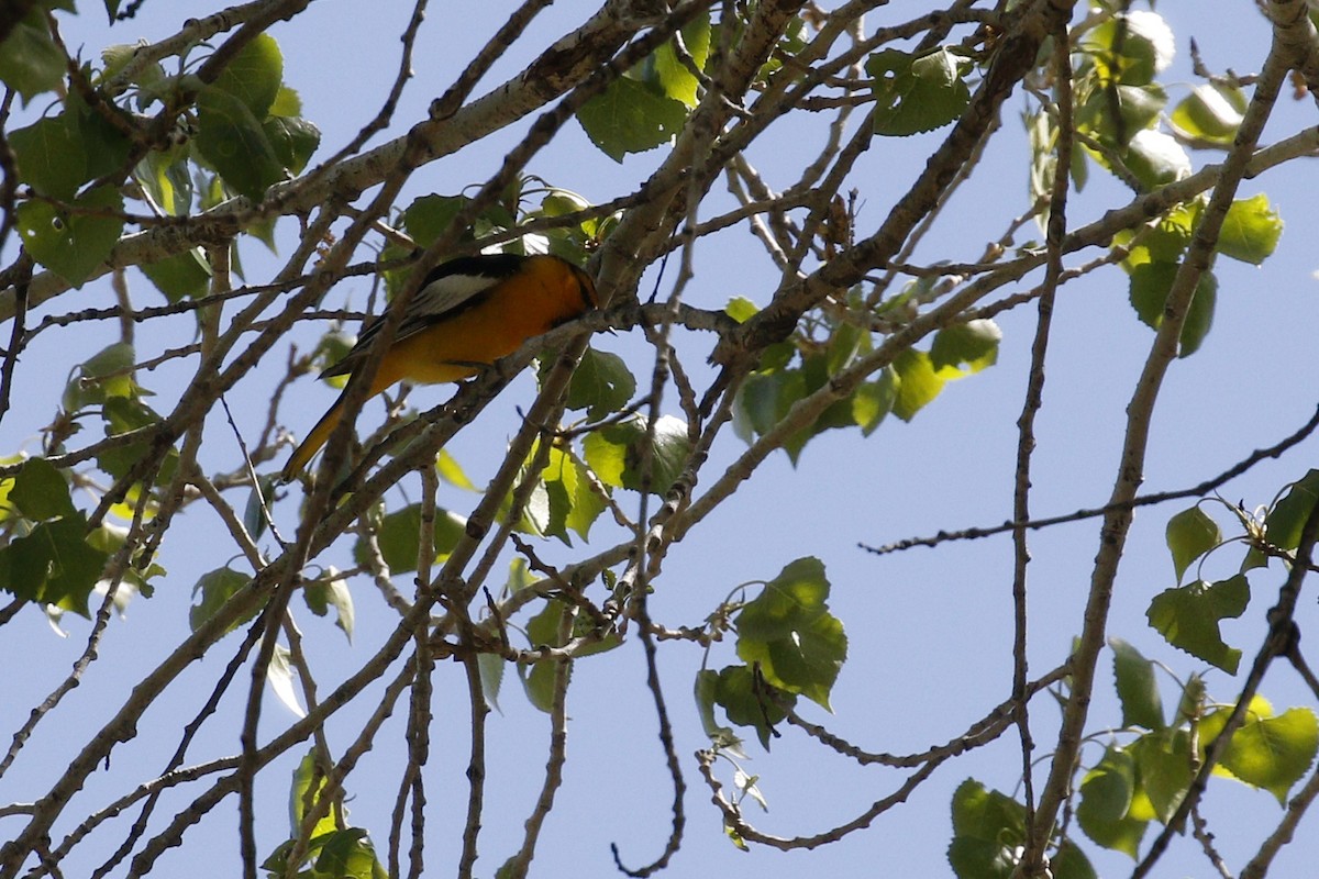 Bullock's Oriole - ML427537811