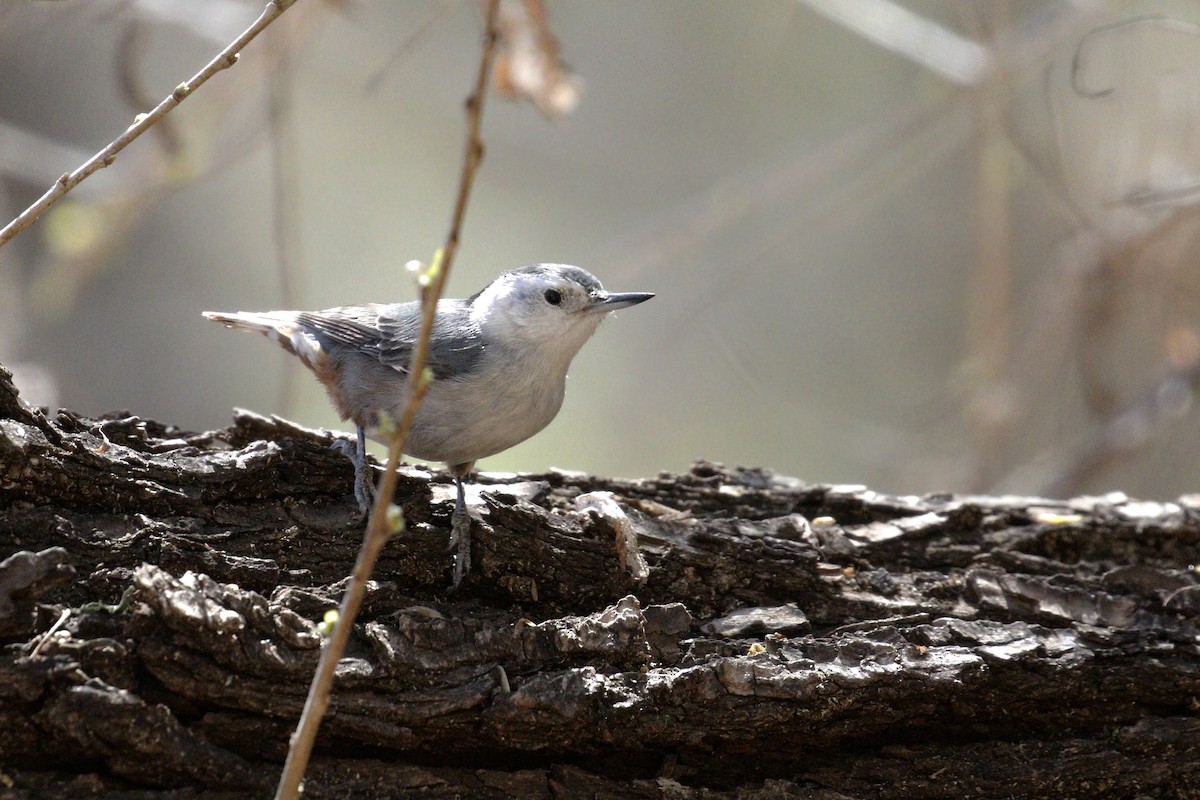 White-breasted Nuthatch - ML427538091