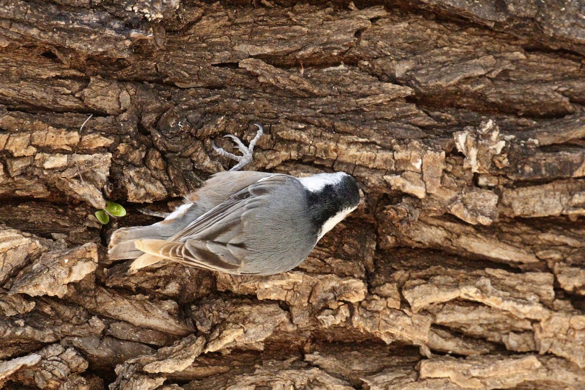 White-breasted Nuthatch - ML427538101