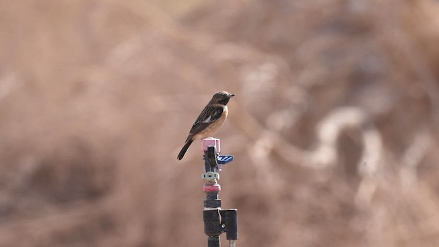シベリアノビタキ - ML427539781