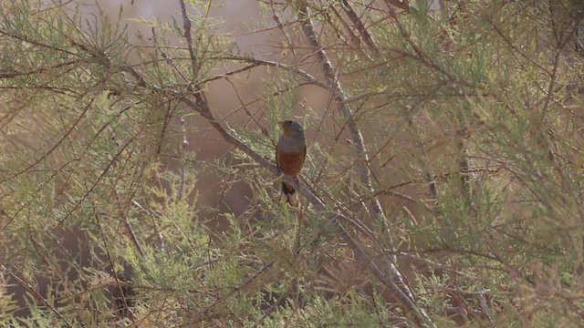 Cretzschmar's Bunting - ML427539861