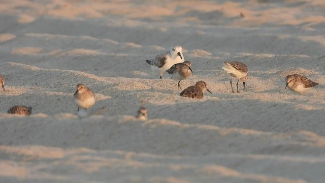 Bécasseau sanderling - ML427541061