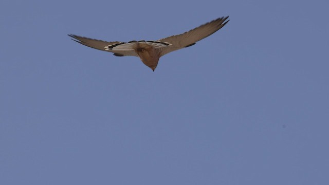 Lesser Kestrel - ML427541151