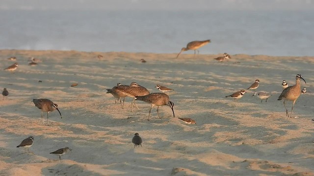 Regenbrachvogel - ML427541571