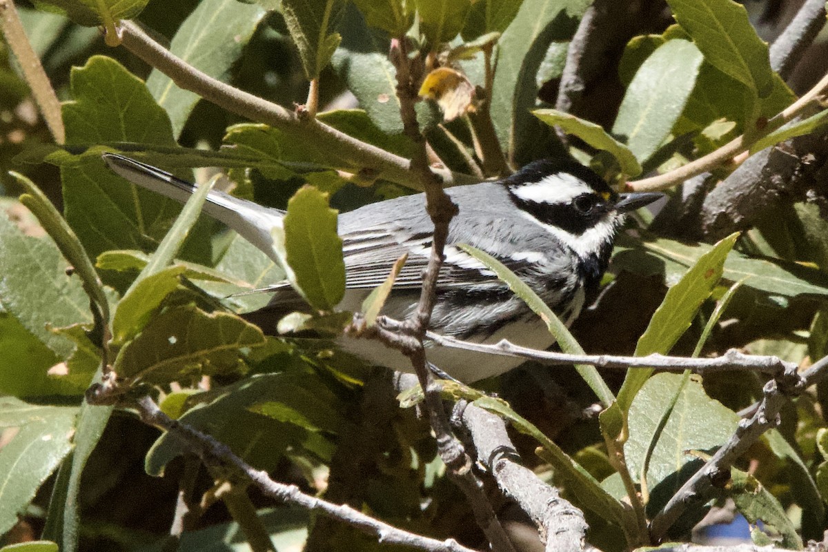 Black-throated Gray Warbler - ML427541621