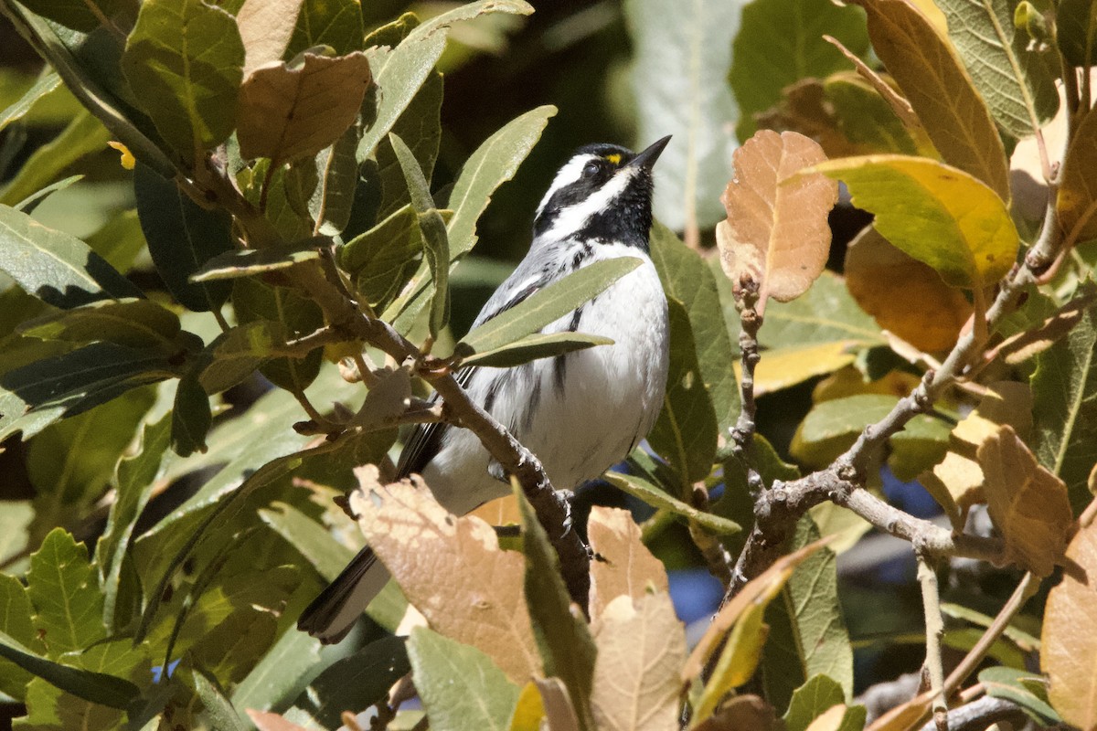 Black-throated Gray Warbler - ML427541631