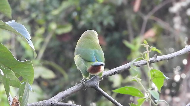 Toucanet émeraude - ML427542261