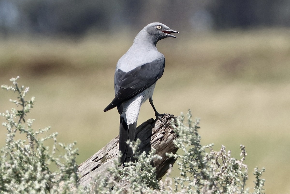 Ground Cuckooshrike - Elspeth M