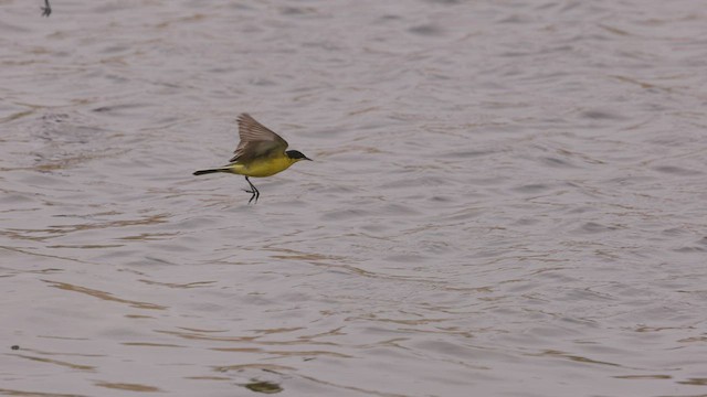 Western Yellow Wagtail (feldegg) - ML427544481