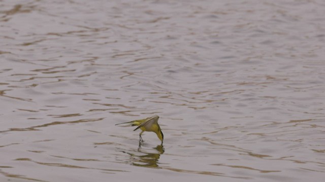 Western Yellow Wagtail (feldegg) - ML427545571