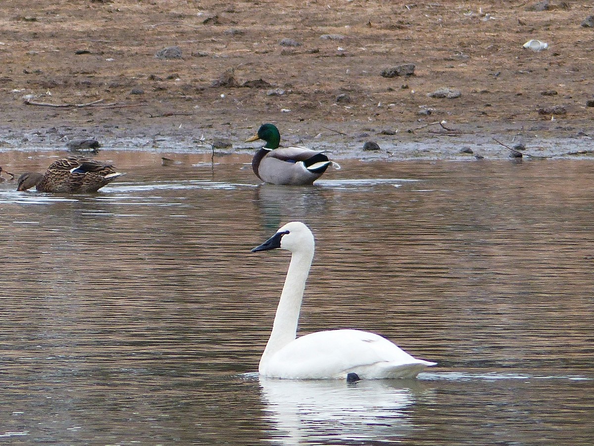 Tundra Swan - ML427545651