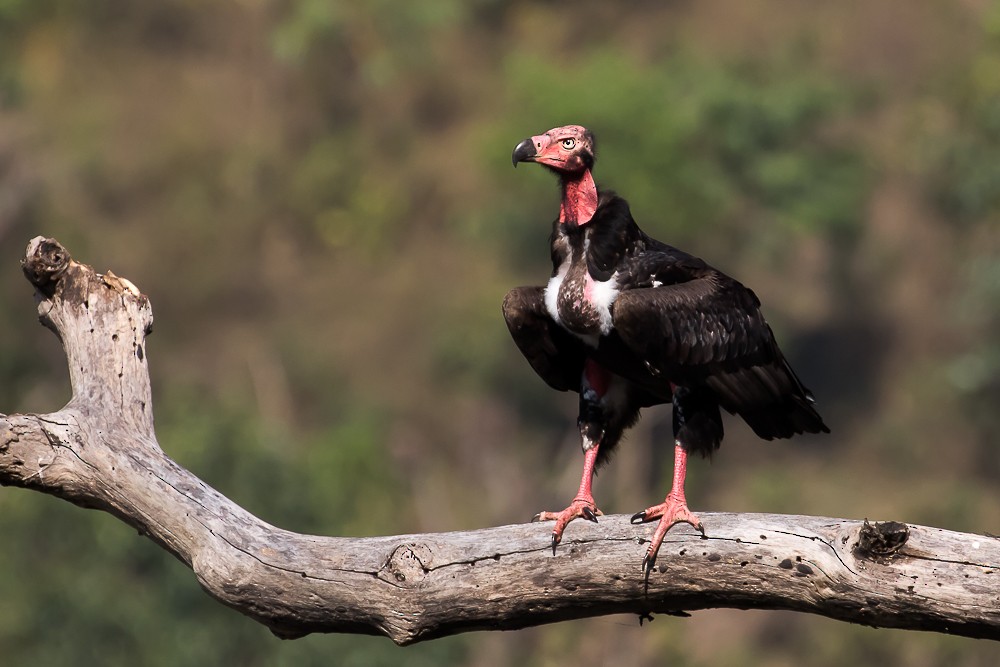 Red-headed Vulture - Otto Samwald